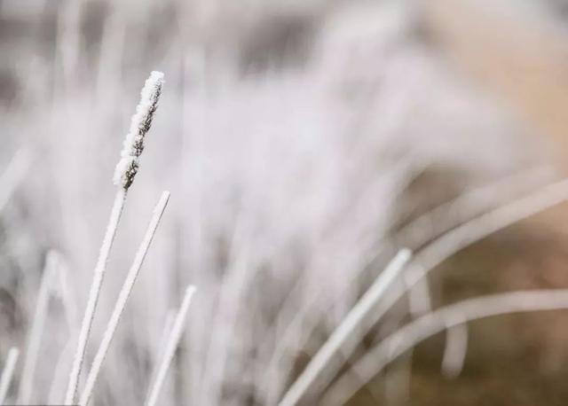 大雪节气，至此而雪盛，冬意更浓，这些必备小常识请收好！