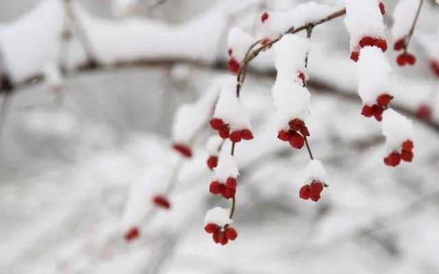 「今日大雪!」原来关于大雪的这些小知识如此有趣!你可别错过啦
