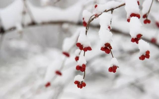 「今日大雪！」原来关于大雪的这些小知识如此有趣！你可别错过啦