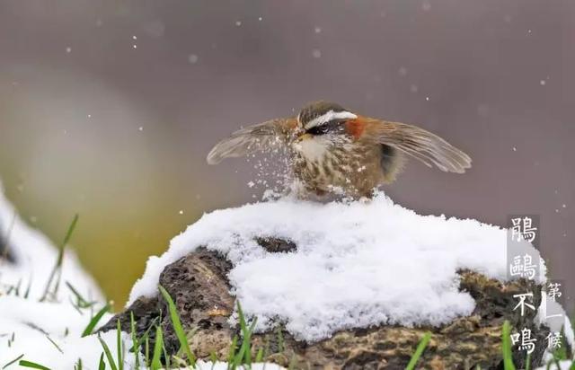 「今日大雪！」原来关于大雪的这些小知识如此有趣！你可别错过啦