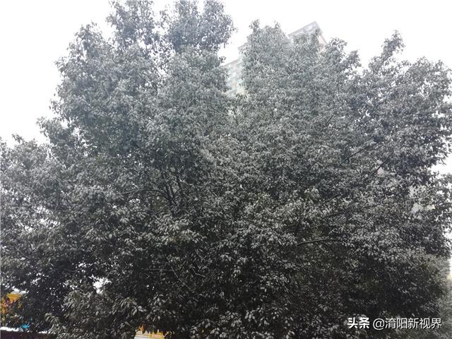 南阳大雪美丽冻人 银装素裹分外妖娆