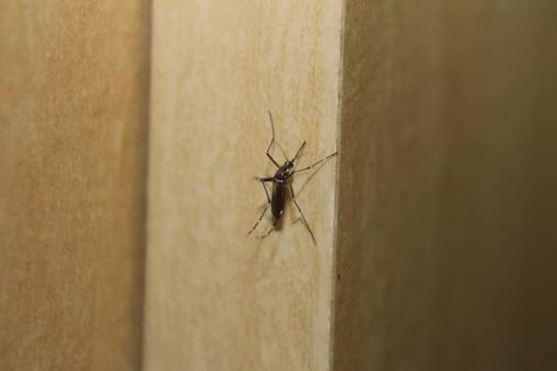 冬天蚊子多是什么原因 冬季蚊子多还是夏天蚊子多