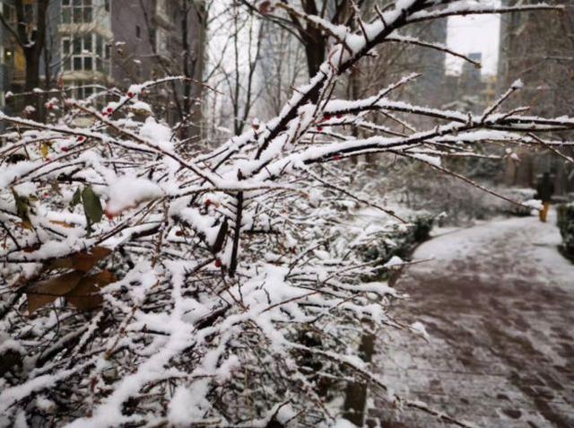 上海21℃！北京下雪“美”上热搜，看看美图，感受下真正的冬天