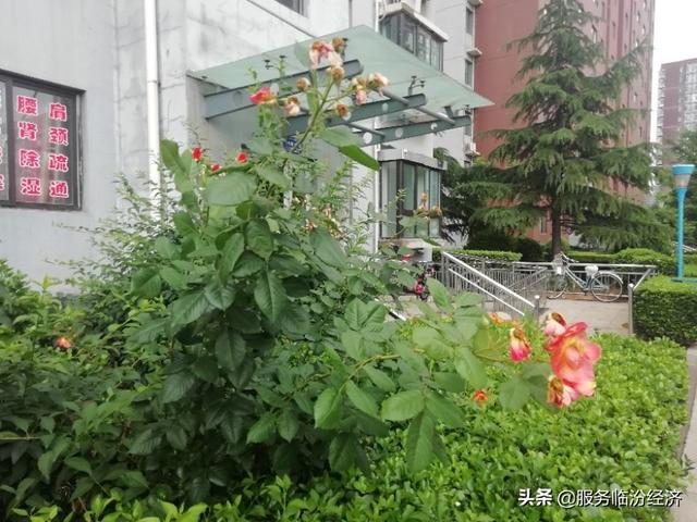 昨晚的雷雨闪电真图念，脸盆都上树了