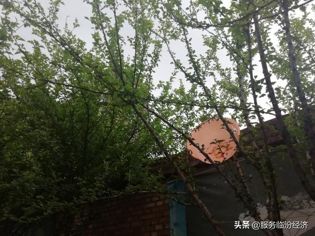 昨晚的雷雨闪电真图念，脸盆都上树了