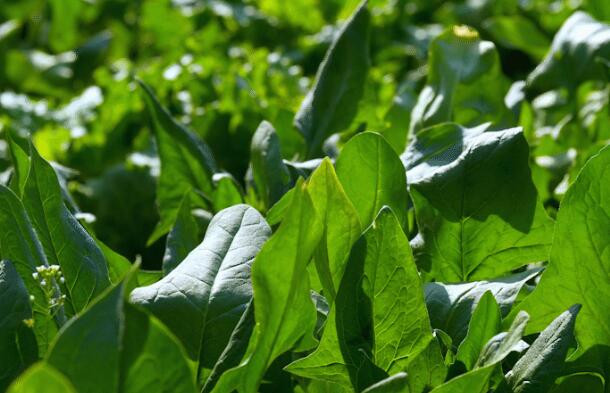 冬天北方种什么蔬菜 适合北方冬天种植的蔬菜盘点