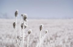  二十四节气小雪知识 小雪