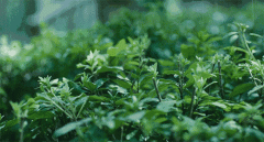 其标准为日降雨量大于等