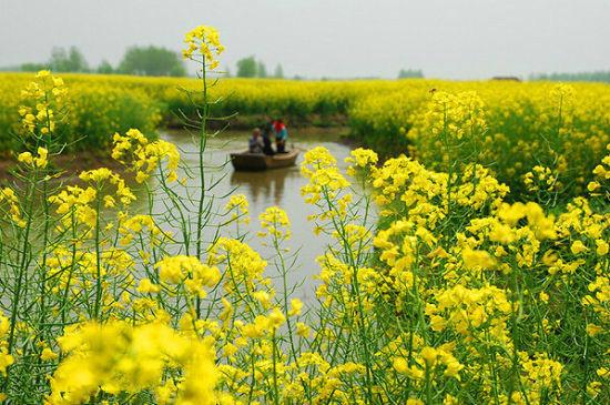 “油菜花开满地黄，丛间蝶舞蜜蜂忙”，细数中国最佳油菜花欣赏地