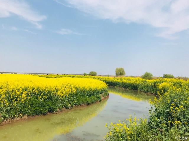 “油菜花开满地黄，丛间蝶舞蜜蜂忙”，细数中国最佳油菜花欣赏地