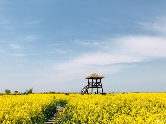 “油菜花开满地黄，丛间蝶舞蜜蜂忙”，细数中国最佳油菜花欣赏地