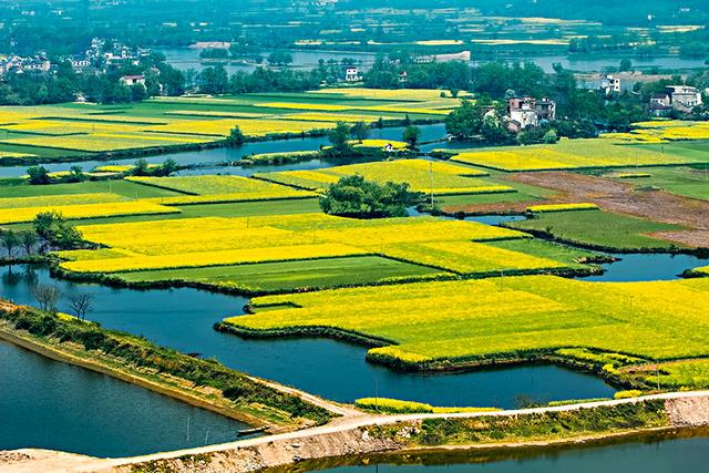 “油菜花开满地黄，丛间蝶舞蜜蜂忙”，细数中国最佳油菜花欣赏地