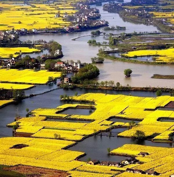“油菜花开满地黄,丛间蝶舞蜜蜂忙”,细数中国最佳油菜花欣赏地