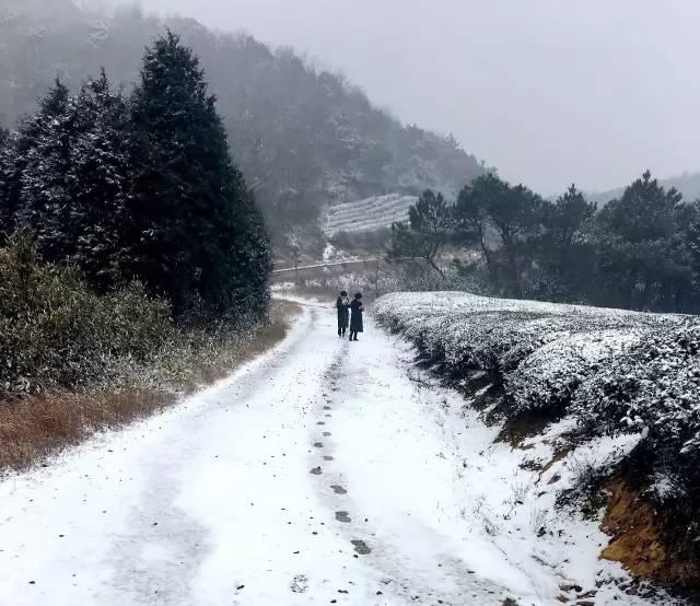 天气｜下雪啦！梅岭2月春雪美图来袭~各位回家穿秋裤啊