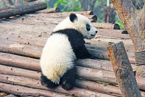 等疫情结束,你最想去哪里?