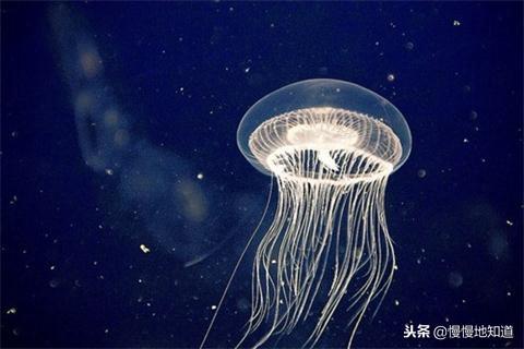 涨知识了!水母居然能预知风暴
