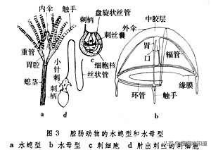 涨知识了!水母居然能预知风暴