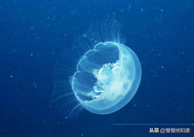 涨知识了!水母居然能预知风暴