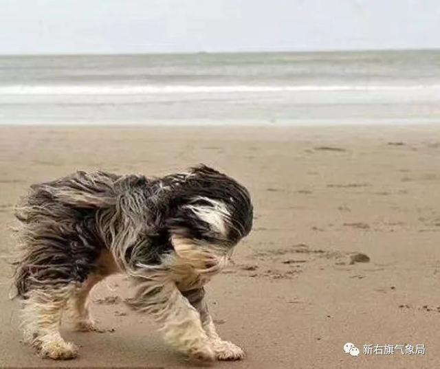 【气象科普】“大风预警”!谈风色变?一起来看看大风有什么风险吧!