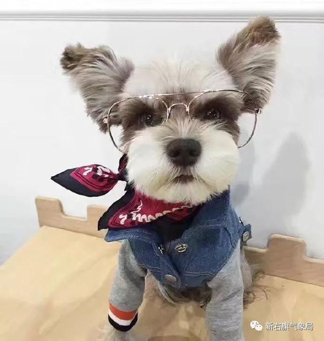 【气象科普】“大风预警”!谈风色变?一起来看看大风有什么风险吧!