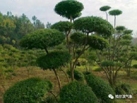 【气象科普知识】植物也能预报天气?