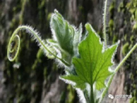 【气象科普知识】植物也能预报天气？