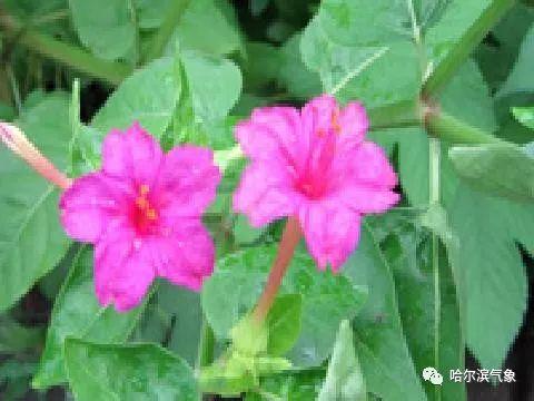 【气象科普知识】植物也能预报天气?