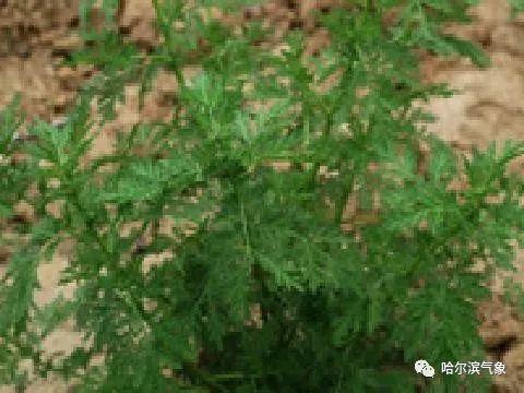 【气象科普知识】植物也能预报天气？