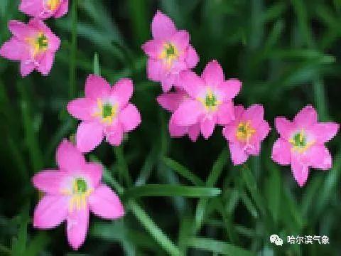 【气象科普知识】植物也能预报天气?