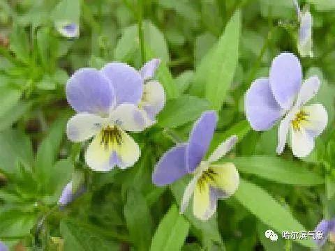 【气象科普知识】植物也能预报天气？