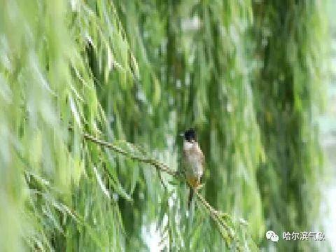 【气象科普知识】植物也能预报天气?