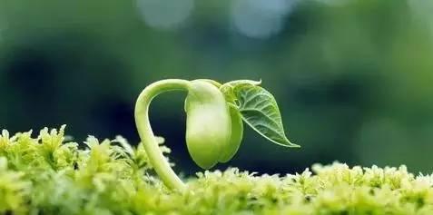 疫情过后春光大好，这6种春芽不要错过，功效不同，吃法也不同