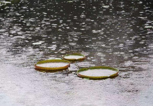 遇到连续的阴雨天，对于观赏鱼的饲养有什么管理重点？