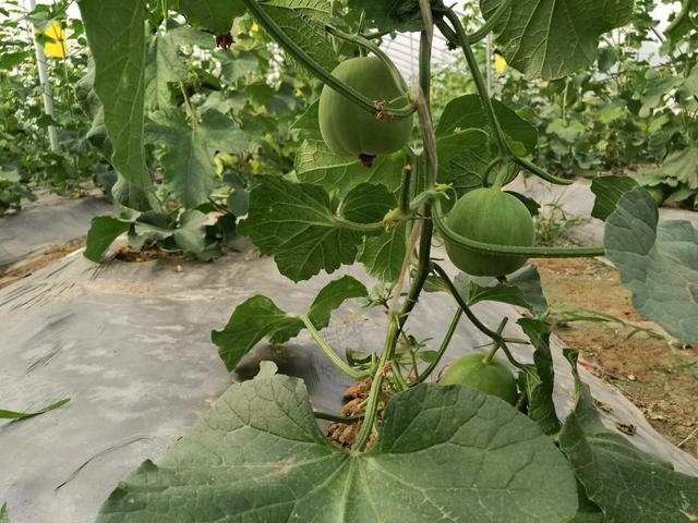 大棚种植户注意，连续阴雨天赶快这样做，植株不生病还增产