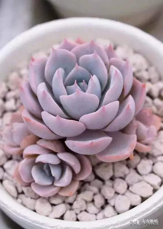 阴雨天,多肉需注意这3点,最后一点很重要!