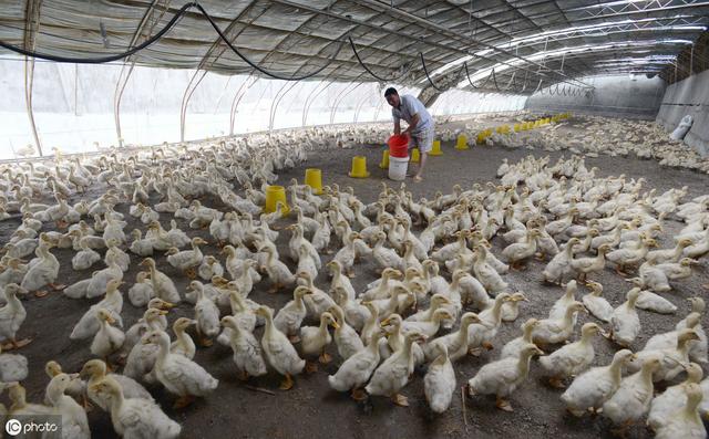 「养殖技术」阴雨天来了，你的鸡场应该注意这些问题