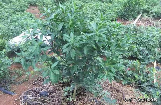 连续阴雨天,沃柑果园管理要注意!必须要牢牢掌握
