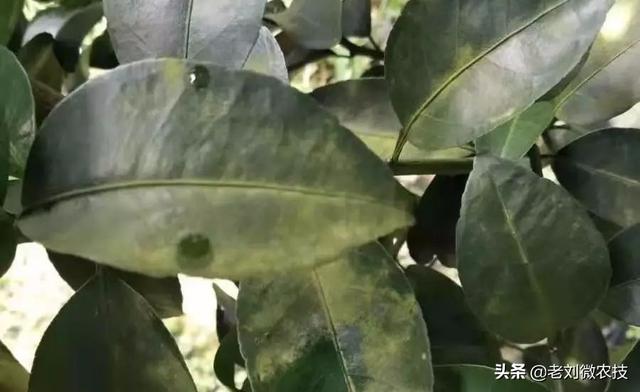 连续阴雨天,沃柑果园管理要注意!必须要牢牢掌握