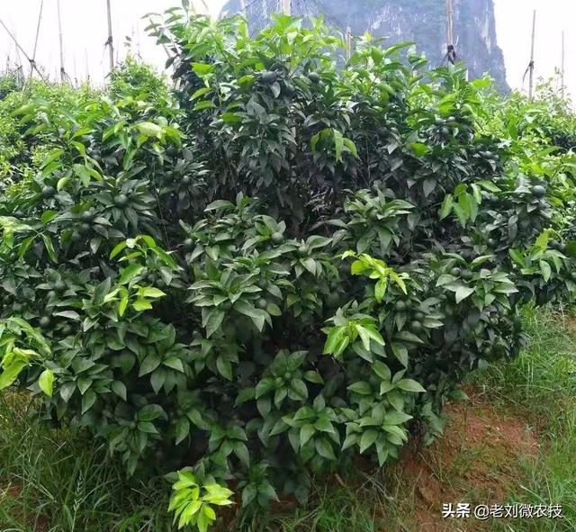 连续阴雨天,沃柑果园管理要注意!必须要牢牢掌握