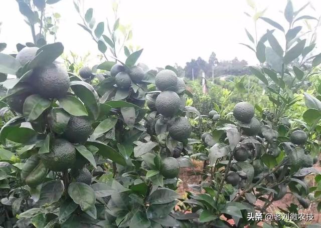连续阴雨天,沃柑果园管理要注意!必须要牢牢掌握