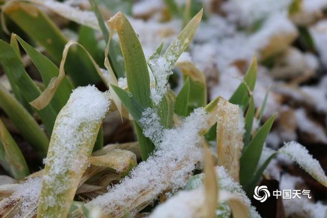 甘肃迭部：白雪却嫌春色晚 故穿庭树作飞花