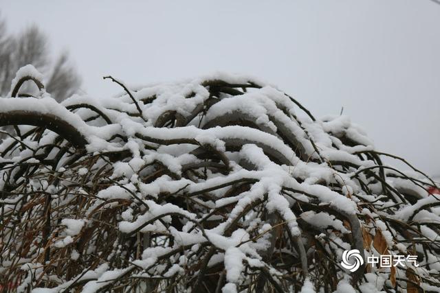 甘肃迭部：白雪却嫌春色晚 故穿庭树作飞花