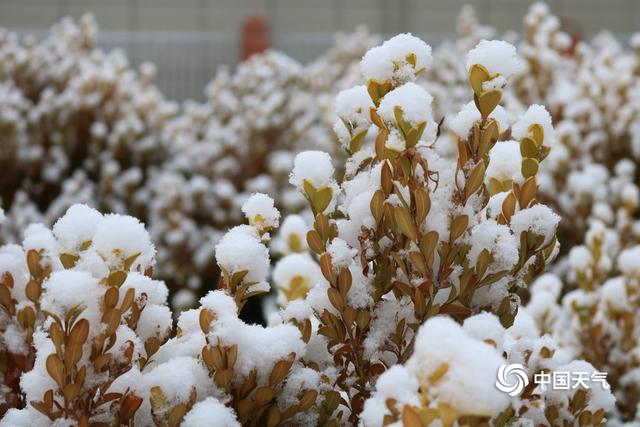 甘肃迭部：白雪却嫌春色晚 故穿庭树作飞花