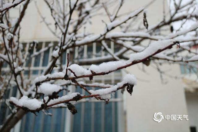 甘肃迭部：白雪却嫌春色晚 故穿庭树作飞花