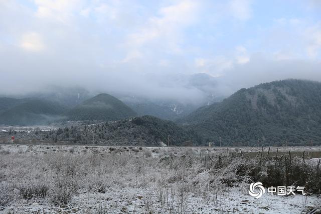 甘肃迭部：白雪却嫌春色晚 故穿庭树作飞花