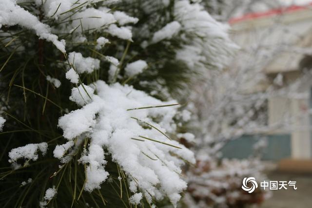 甘肃迭部：白雪却嫌春色晚 故穿庭树作飞花