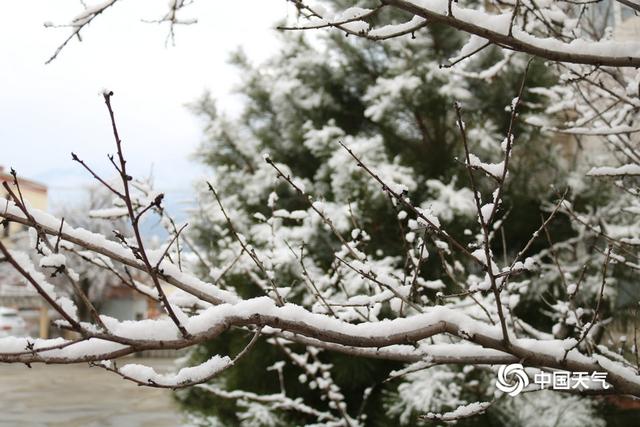 甘肃迭部：白雪却嫌春色晚 故穿庭树作飞花