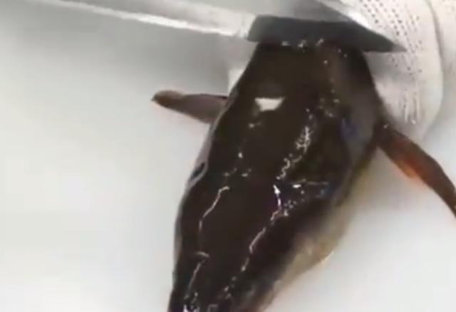 日本人太精致了，把鳗鱼处理成不一样料理，看到成品口水直流