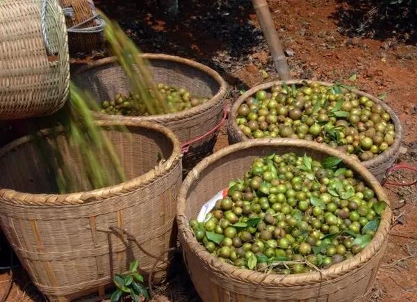 【油茶文章】一颗油茶果的旅程，广西的历史文化美食过程。