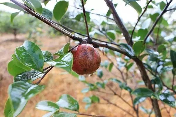 【油茶文章】一颗油茶果的旅程，广西的历史文化美食过程。